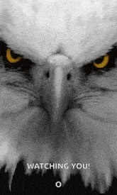 a close up of a bald eagle 's face with yellow eyes looking at the camera .