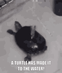 Turtle Water GIF - Turtle Water A Turtle Has Made It To The Water GIFs