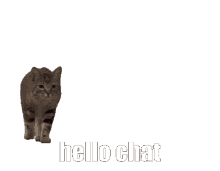 cat hello