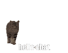 Hello Chat Cat Sticker - Hello Chat Cat Transparent Stickers