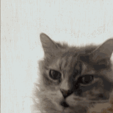 a close up of a cat 's face against a white wall