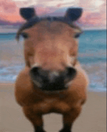 a close up of a horse standing on a beach with a blurry background .