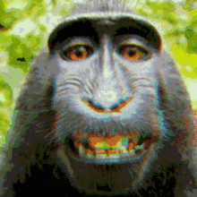 Monkey Muy Loco GIF