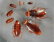 Nettoyage De Fin De Chantier Pests GIF - Nettoyage De Fin De Chantier Pests Insects GIFs