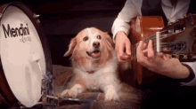 Dog Drum GIF - Dog Drum Drumming GIFs