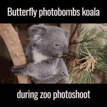 Aww Cute GIF - Aww Cute Koala GIFs