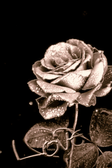 Rose Flower GIF - Rose Flower GIFs