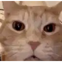 a close up of a cat 's face with a blurred background .