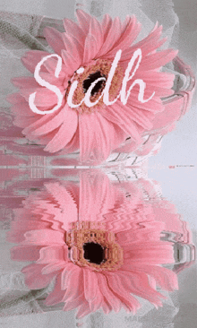 Pink Flower Sidh Sidh Pink Flower GIF - Pink Flower Sidh Sidh Pink Flower Water Pink GIFs