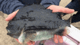 a person is holding a fish in their hands