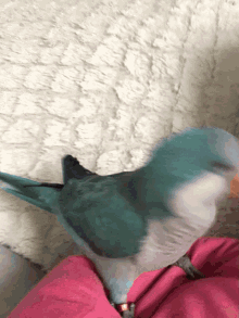 Quaker Parrot GIF