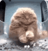 a cat is sitting in a plastic box with its eyes closed