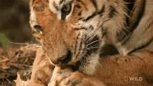 Eating A Tigers Tale GIF - Eating A Tigers Tale Nat Geo Wild GIFs