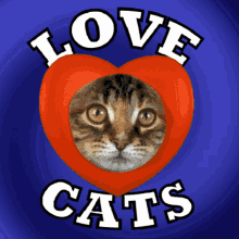 Love Cats Cat Lover GIF - Love Cats Cat Lover Kitten Lover GIFs