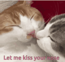 cat kissing couple let me kiss your nose sweet