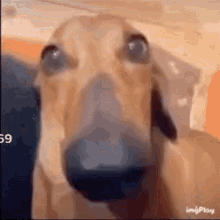 Dog Doge GIF - Dog Doge Meme GIFs