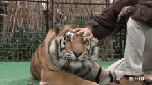 Pet Tiger GIF - Pet Tiger Big Cat GIFs