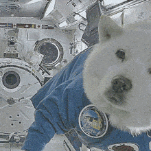 Spacedog GIF - Spacedog GIFs