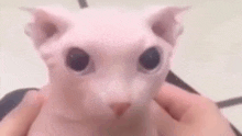 Bingus Nakd Cat GIF - Bingus Nakd Cat GIFs