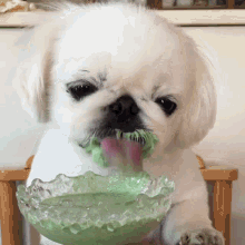 Green Smoothie Messy Dog Slurp GIF - Green Smoothie Messy Dog Slurp GIFs