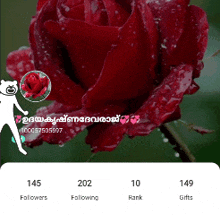 a close up of a red rose with a white cat holding a red rose