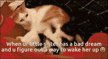 Wake Up Cat GIF