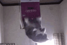 Cats Trippy GIF - Cats Trippy Bag GIFs