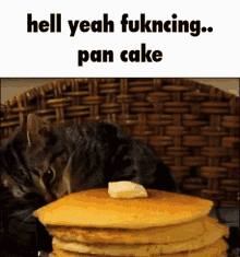 cat pan