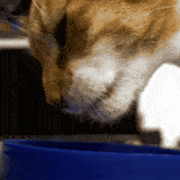 Crunch Cat Eating GIF - Crunch Cat Eating Cat GIFs