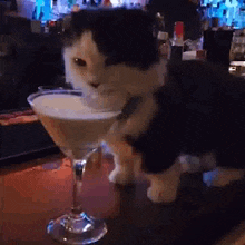 Kitten Drink GIF