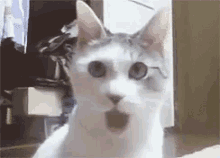 Omg Cat GIF - Omg Cat Shock GIFs