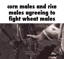 Rice Male Corn Male GIF - Rice Male Corn Male Grain Male GIFs