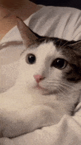 Hoseob Cute GIF - Hoseob Cute Cat Meme GIFs