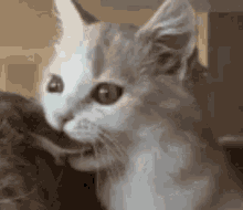 Couple Cat GIF - Couple Cat GIFs