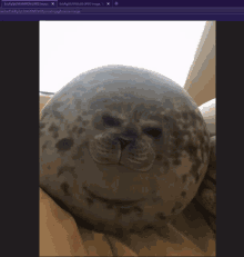 Seal Punch GIF - Seal Punch Cute GIFs