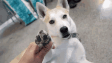 Dog Paw GIF - Dog Paw Doggo GIFs