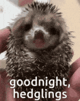 a person is holding a small hedgehog in their hands and saying `` goodnight , hedgings '' .