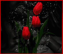 Red Roses GIF