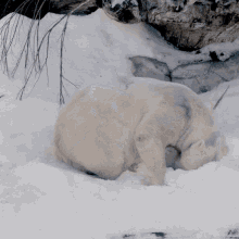 Polar Bear GIF - Polar Bear Snow GIFs