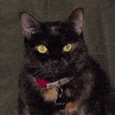 a close up of a cat with a tag that says scarlet