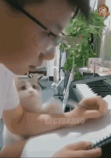 Funny Animals Cat GIF - Funny Animals Cat Sweet GIFs