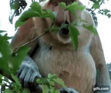 GIF