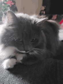 a gray and white cat laying on a couch looking at the camera