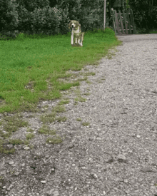 Dog Doggo GIF - Dog Doggo Beagle GIFs