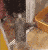 a gray cat is standing on its hind legs in a room next to a litter box .