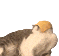 Cat Licking Cheese Cheese Sticker - Cat Licking Cheese Cheese Licking Stickers