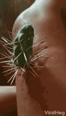 cactus stuck on leg holding on not letting go ouch viral hog
