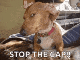 a dachshund is sitting on a bed and making a funny face .