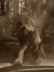 Werewolf Wolf GIF