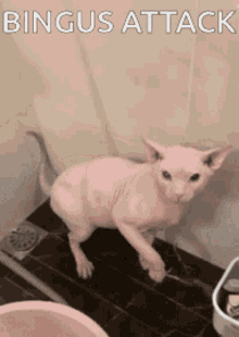 a hairless cat is standing in a bathroom with the words " bingus attack " on the bottom